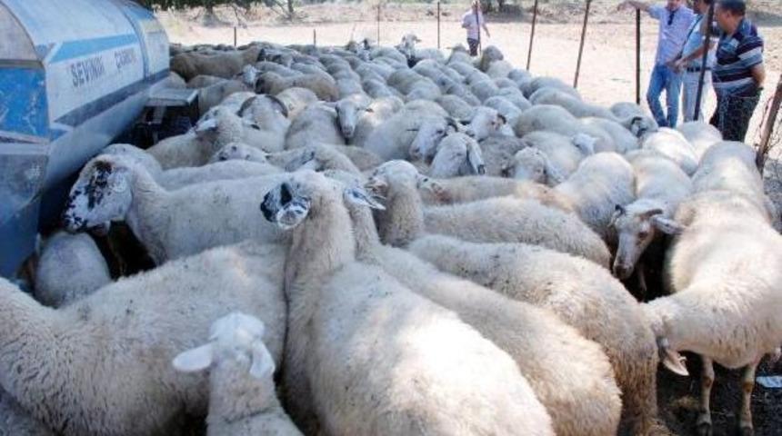 S&uuml;r&uuml;ye Kurt Saldırdı, 31 Hayvan Telef Oldu