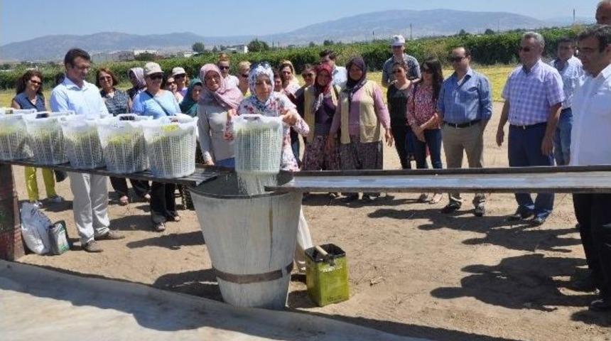 Alaşehirli Kadın &Ccedil;ift&ccedil;iler Bağcılık Eğitiminde Buluştu
