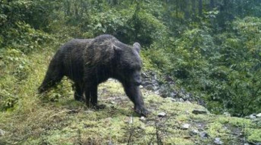 Bozayıların Avlanması Tartışmaları