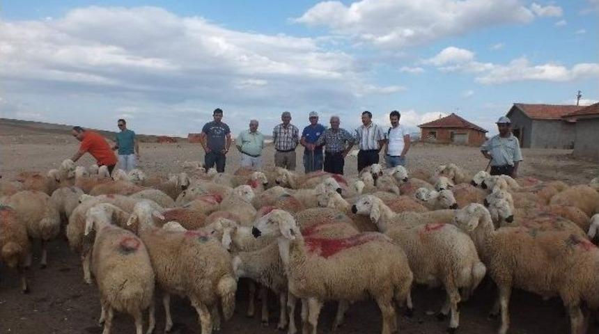 &Ccedil;orum&rsquo;da Damızlık Ko&ccedil; Havuzu Oluşturuldu