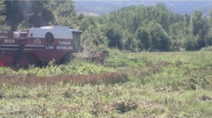 Tosya&rsquo;da İlk Defa Ekilen Aspir&rsquo;in Hasadı Yapıldı