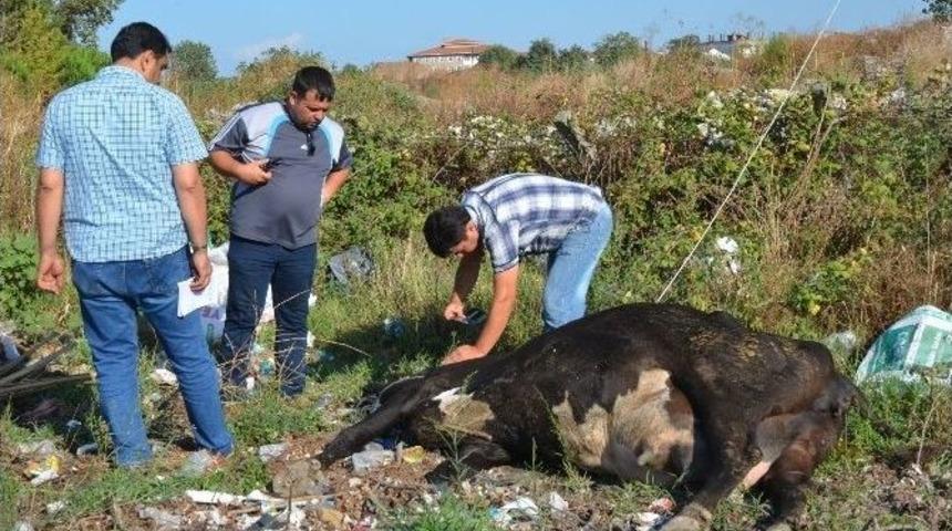 Kopan Elektrik Teline Takılan İnek Telef Oldu