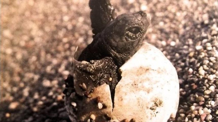 Carettaların Yuvalama D&ouml;nemi Sona Erdi