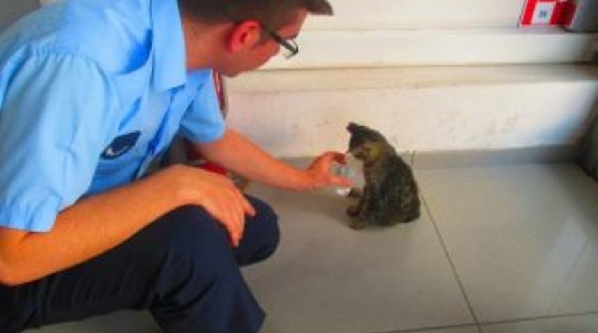 Yaralı Kediye Zabıta Sahip &Ccedil;ıktı