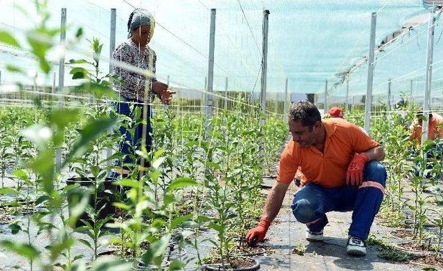 Muratpaşa Belediyesi Bitki Üretim Tesislerini 5 Kat Büyütüyor