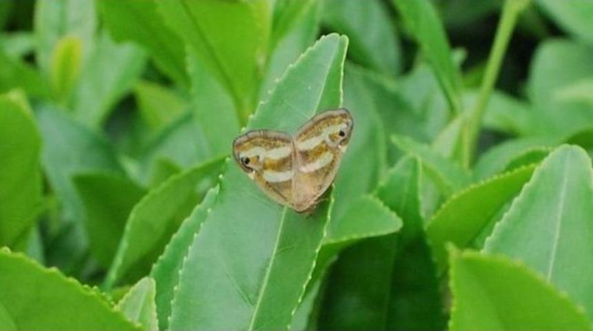 Rize&rsquo;de Kelebek İstilası &Ccedil;ay &Uuml;reticilerini Tedirgin Etti