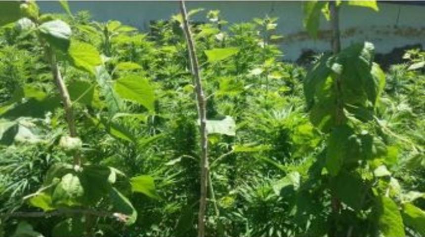 Jandarma&rsquo;dan Kenevir Operasyonu