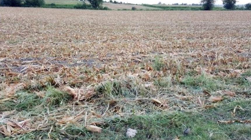 50 D&ouml;n&uuml;m Mısır Ekili Tarlayı Hırsızlar Hasat Etti