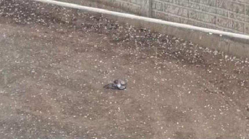 Dolu, G&uuml;vercini Vurdu