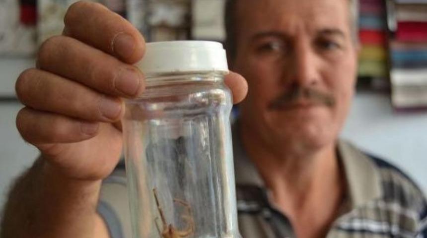 15 Santimetrelik &Ouml;r&uuml;mcek G&ouml;renleri Korkuttu