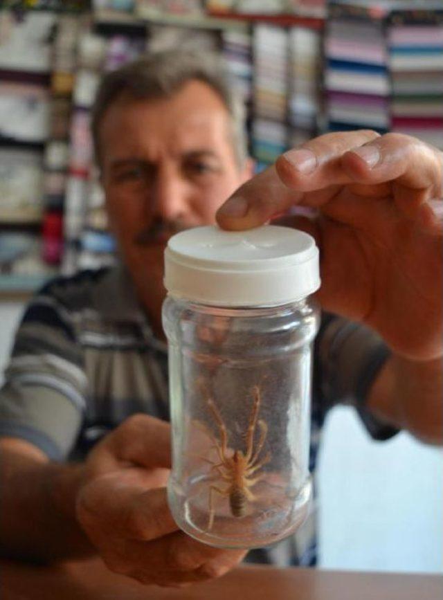 15 Santimetrelik Örümcek Görenleri Korkuttu