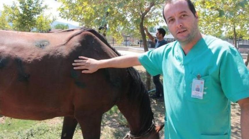 Ormana Terkedilen Yaralı At, Avcıların Hedef Tahtası Oldu