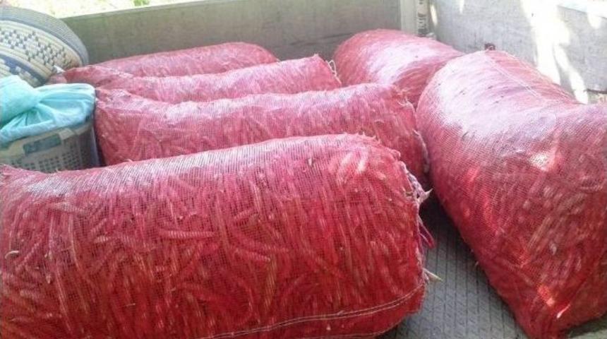 Barbunya Ve Fasulyenin Fiyatları &Uuml;reticinin Y&uuml;z&uuml;n&uuml; G&uuml;ld&uuml;rd&uuml;