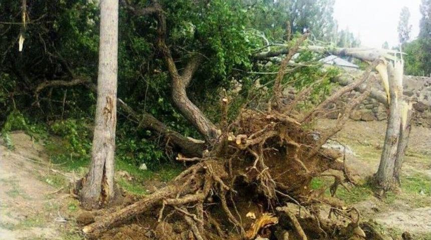 Erciş&rsquo;te Şiddetli Fırtına Meyve Ağa&ccedil;larını K&ouml;k&uuml;nden S&ouml;kt&uuml;