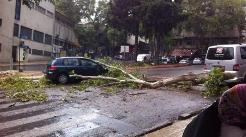 Seyir Halindeki Otomobilin &Uuml;zerine &Ccedil;ınar Ağacı Devrildi