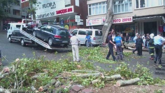 Seyir Halindeki Otomobilin Üzerine Çınar Ağacı Devrildi