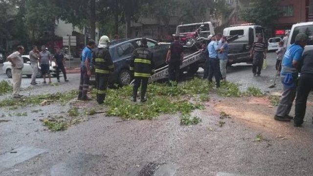 Seyir Halindeki Otomobilin Üzerine Çınar Ağacı Devrildi