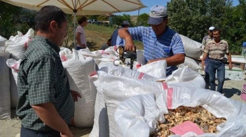 Selendi&rsquo;de Haşhaş Kaps&uuml;l&uuml; Alımı Başladı