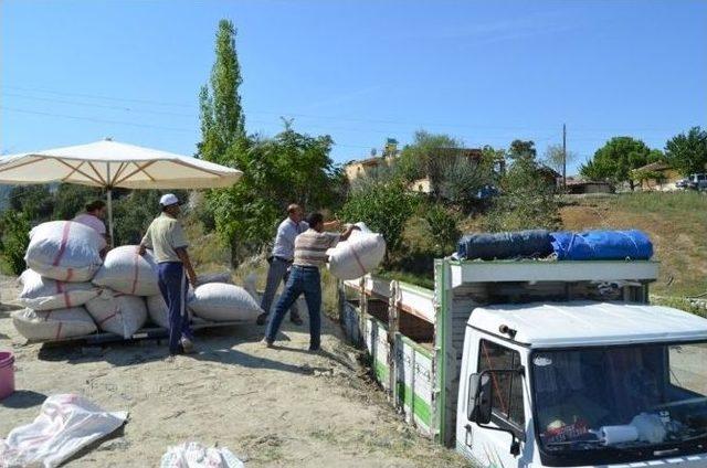 Selendi’de Haşhaş Kapsülü Alımı Başladı