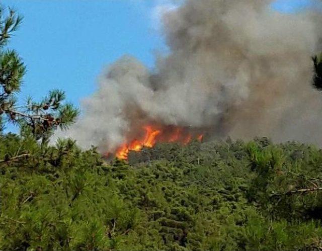 Çorum’Da 30 Dönümlük Çam Ormanı Yandı