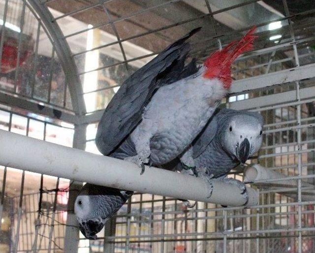 (özel Haber) Papağanın Fiyatı Dudak Uçuklattı