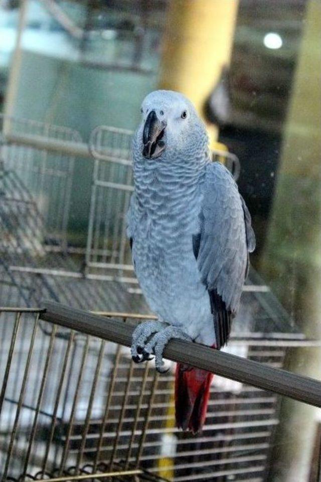 (&ouml;zel Haber) Papağanın Fiyatı Dudak U&ccedil;uklattı 3