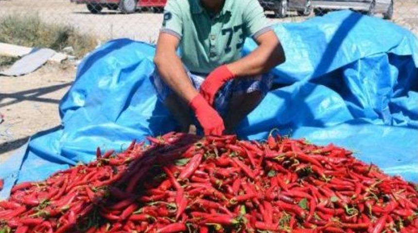 Adana'da Sal&ccedil;alık Biber Sezonu Başladı