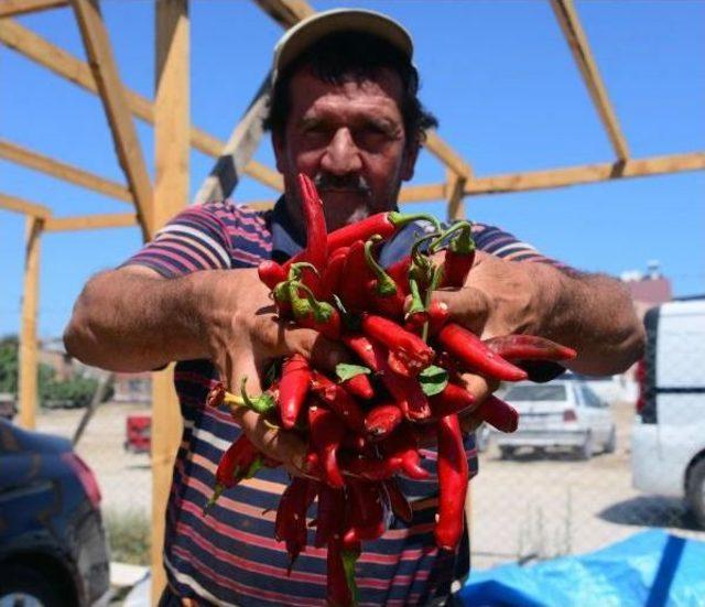 Adana'da Salçalık Biber Sezonu Başladı