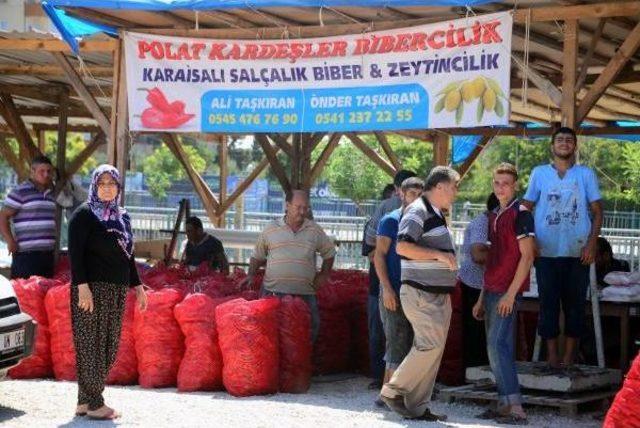 Adana'da Salçalık Biber Sezonu Başladı