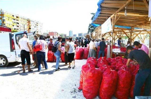 Adana'da Salçalık Biber Sezonu Başladı