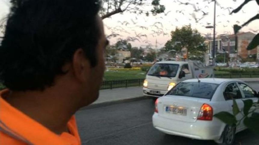 Aynı G&uuml;nde, Aynı Saatte Ve Aynı Yerde... Hitchcock'un Kuşları Gibi