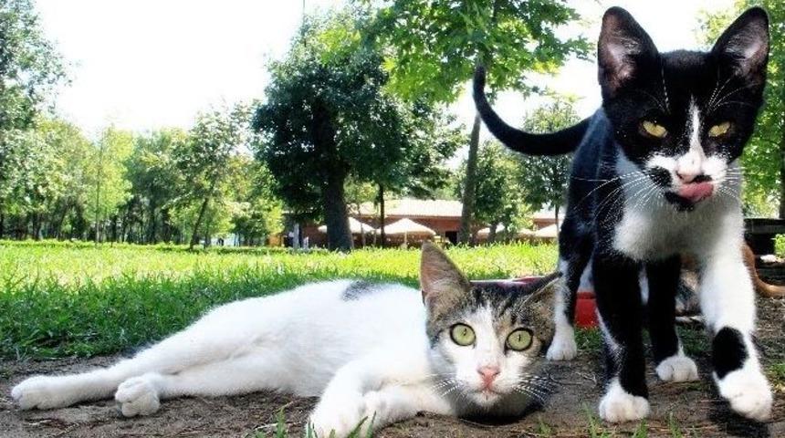 Kağıthane Belediyesi Sokak Hayvanlarını Unutmadı