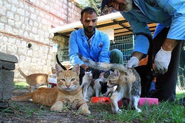 Kağıthane Belediyesi Sokak Hayvanlarını Unutmadı
