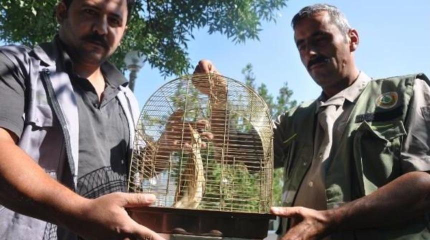 Balık&ccedil;ıl Yavrusuna Balık&ccedil;ı Sahip &Ccedil;ıktı