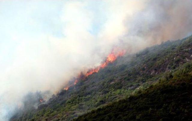 Alanya'da Orman Yangını (2) - Yeniden
