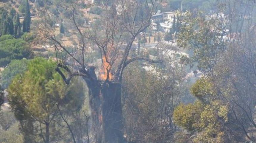 Tarım Alanında &Ccedil;ıkan Yangında Zeytinlik Zarar G&ouml;rd&uuml;
