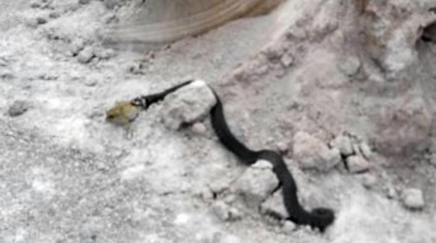 Yılanın Yuttuğu Kurbağa Kurtarıldı