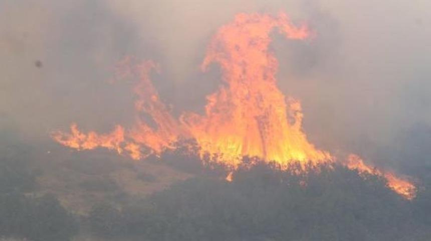 Alevler, Ayvalık'ta 12 Hektar Makiyi K&uuml;le &Ccedil;evirdi