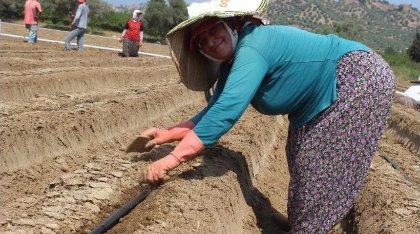 Aydın’da Tarlalar Çilek Üretimine Hazırlanıyor