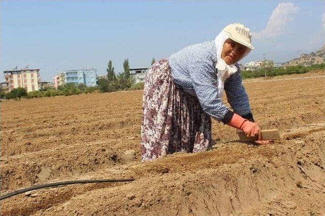 Aydın’da Tarlalar Çilek Üretimine Hazırlanıyor