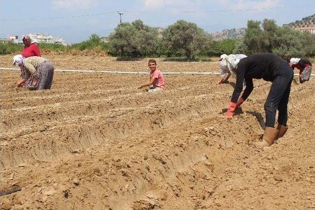 Aydın’da Tarlalar Çilek Üretimine Hazırlanıyor