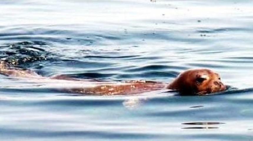 Monk Seal In Mediterranean Wins Tourists’ Hearts In Bodrum