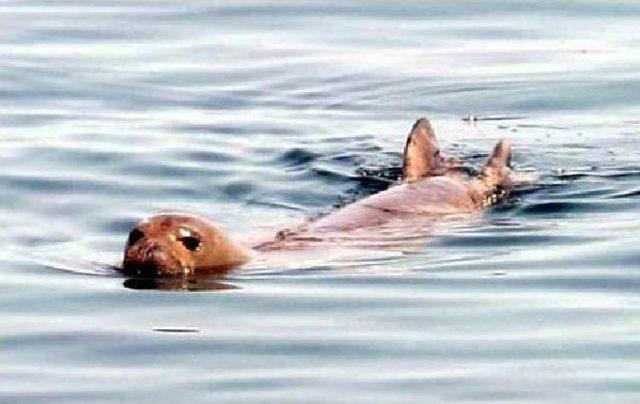 Monk Seal In Mediterranean Wins Tourists’ Hearts In Bodrum