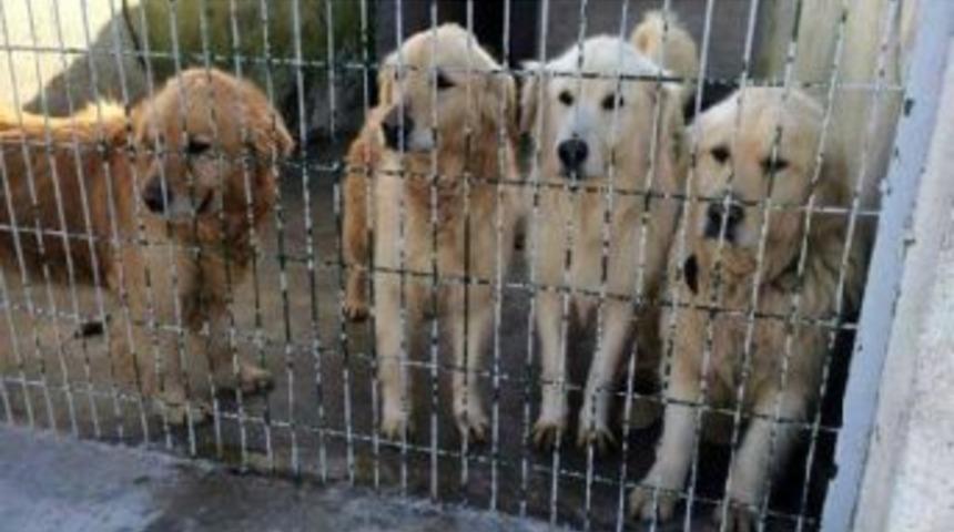 "adopt A Golden" Rescues Dogs From Turkey: Report