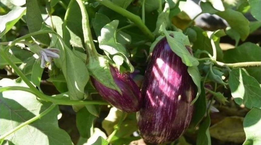 &Ccedil;olakbayrakdar, "yamula Patlıcanı&rsquo;nı Tanıtacağız"