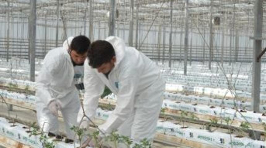 Kayseri Şeker&rsquo;de Topraksız Tarım Seracılığı Kış Fide Dikimleri Yapıldı