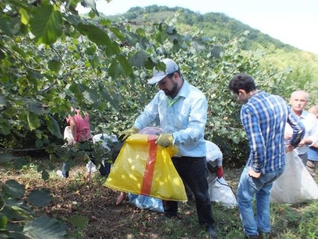 Bafra&rsquo;da Fındık Hasadı Devem Ediyor