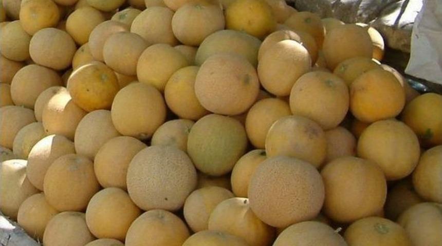 Kavun Fiyatları 40 Kuruşa Kadar D&uuml;şt&uuml;