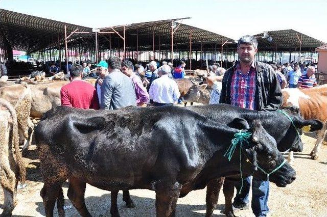 Kurbanlıklar Görücüye Çıktı