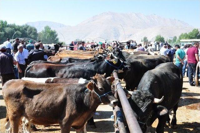 Kurbanlıklar Görücüye Çıktı